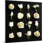 Grid of Cream Roses on Black-Tom Quartermaine-Mounted Giclee Print