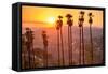 Griffith Park, Los Angeles, California, Usa.-SeanPavonePhoto-Framed Stretched Canvas