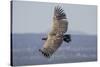 Griffon Vulture, Castillo de Monfrague, Monfrague National Park, Caceres, Extremadura, Spain, Europ-Michael Snell-Stretched Canvas