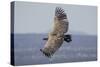 Griffon Vulture, Castillo de Monfrague, Monfrague National Park, Caceres, Extremadura, Spain, Europ-Michael Snell-Stretched Canvas