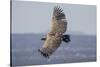 Griffon Vulture, Castillo de Monfrague, Monfrague National Park, Caceres, Extremadura, Spain, Europ-Michael Snell-Stretched Canvas