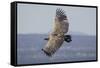 Griffon Vulture, Castillo de Monfrague, Monfrague National Park, Caceres, Extremadura, Spain, Europ-Michael Snell-Framed Stretched Canvas