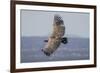 Griffon Vulture, Castillo de Monfrague, Monfrague National Park, Caceres, Extremadura, Spain, Europ-Michael Snell-Framed Photographic Print