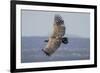 Griffon Vulture, Castillo de Monfrague, Monfrague National Park, Caceres, Extremadura, Spain, Europ-Michael Snell-Framed Photographic Print