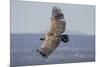 Griffon Vulture, Castillo de Monfrague, Monfrague National Park, Caceres, Extremadura, Spain, Europ-Michael Snell-Mounted Photographic Print