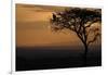 Griffon vulture (Gyps fulvus) in a tree at sunrise, Masai Mara Game Reserve, Kenya, East Africa, Af-null-Framed Photographic Print