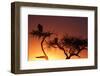Griffon vulture (Gyps fulvus) in a tree at sunrise, Masai Mara Game Reserve, Kenya, East Africa, Af-null-Framed Photographic Print