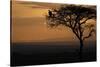 Griffon vulture (Gyps fulvus) in a tree at sunrise, Masai Mara Game Reserve, Kenya, East Africa, Af-null-Stretched Canvas