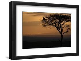 Griffon vulture (Gyps fulvus) in a tree at sunrise, Masai Mara Game Reserve, Kenya, East Africa, Af-null-Framed Photographic Print