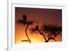 Griffon vulture (Gyps fulvus) in a tree at sunrise, Masai Mara Game Reserve, Kenya, East Africa, Af-null-Framed Photographic Print