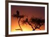 Griffon vulture (Gyps fulvus) in a tree at sunrise, Masai Mara Game Reserve, Kenya, East Africa, Af-null-Framed Photographic Print