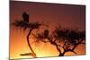 Griffon vulture (Gyps fulvus) in a tree at sunrise, Masai Mara Game Reserve, Kenya, East Africa, Af-null-Mounted Photographic Print