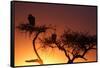 Griffon vulture (Gyps fulvus) in a tree at sunrise, Masai Mara Game Reserve, Kenya, East Africa, Af-null-Framed Stretched Canvas