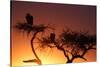 Griffon vulture (Gyps fulvus) in a tree at sunrise, Masai Mara Game Reserve, Kenya, East Africa, Af-null-Stretched Canvas