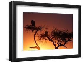 Griffon vulture (Gyps fulvus) in a tree at sunrise, Masai Mara Game Reserve, Kenya, East Africa, Af-null-Framed Premium Photographic Print