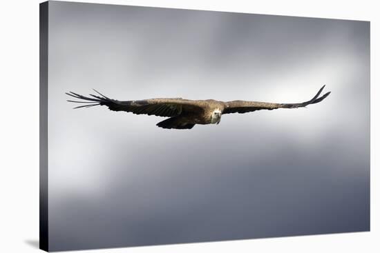 Griffon Vulture In Flight-Linda Wright-Stretched Canvas