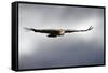 Griffon Vulture In Flight-Linda Wright-Framed Stretched Canvas