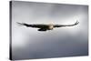 Griffon Vulture In Flight-Linda Wright-Stretched Canvas