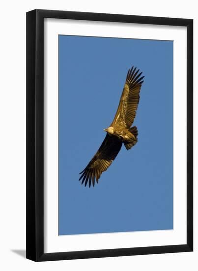 Griffon Vulture In Flight-Bob Gibbons-Framed Photographic Print