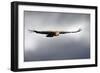 Griffon Vulture In Flight-Linda Wright-Framed Photographic Print