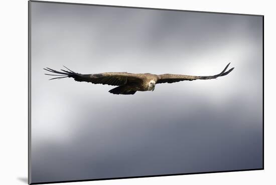 Griffon Vulture In Flight-Linda Wright-Mounted Photographic Print