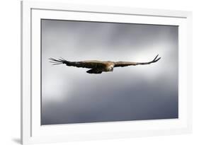 Griffon Vulture In Flight-Linda Wright-Framed Photographic Print