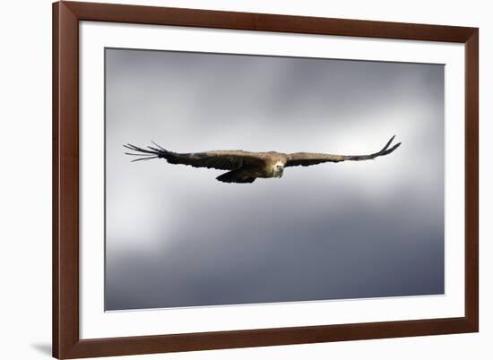 Griffon Vulture In Flight-Linda Wright-Framed Photographic Print