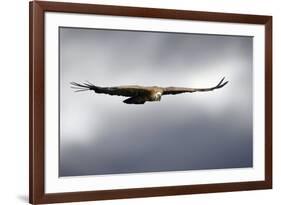 Griffon Vulture In Flight-Linda Wright-Framed Photographic Print