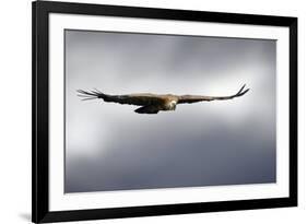 Griffon Vulture In Flight-Linda Wright-Framed Photographic Print