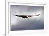 Griffon Vulture In Flight-Linda Wright-Framed Photographic Print