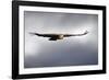 Griffon Vulture In Flight-Linda Wright-Framed Photographic Print