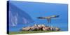 Griffon vulture landing next to flock. Cantabria, Spain-Juan Carlos Munoz-Stretched Canvas