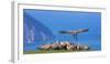 Griffon vulture landing next to flock. Cantabria, Spain-Juan Carlos Munoz-Framed Photographic Print