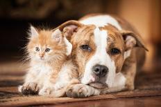 American Staffordshire Terrier Dog with Little Kitten-Grigorita Ko-Stretched Canvas