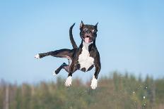 Funny American Staffordshire Terrier Dog with Crazy Eyes Flying in the Air-Grigorita Ko-Stretched Canvas