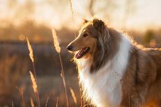 Portrait of Rough Collie at Sunset-Grigorita Ko-Framed Stretched Canvas