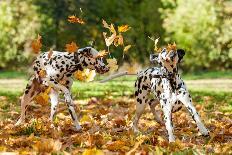 Two Dalmatian Dogs Playing with Leaves in Autumn-Grigorita Ko-Mounted Photographic Print