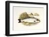 Grilse or Young Salmon-null-Framed Art Print