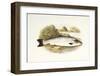 Grilse or Young Salmon-null-Framed Art Print