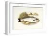 Grilse or Young Salmon-null-Framed Art Print