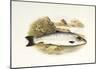 Grilse or Young Salmon-null-Mounted Art Print