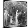 Grinding Sugar Cane, Brazil, Late 19th or Early 20th Century-null-Mounted Photographic Print