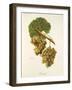 Gringet Grape-J. Troncy-Framed Giclee Print