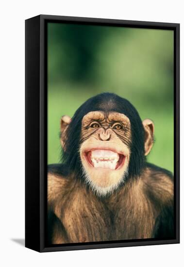 Grinning Chimpanzee-DLILLC-Framed Stretched Canvas