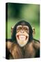 Grinning Chimpanzee-DLILLC-Stretched Canvas