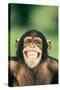 Grinning Chimpanzee-DLILLC-Stretched Canvas