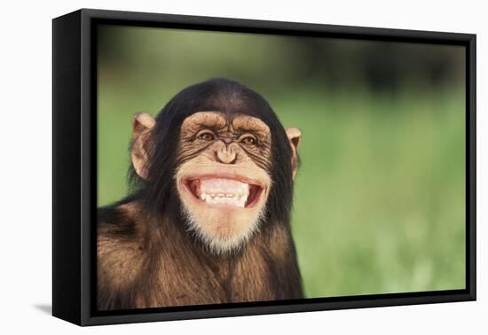 Grinning Chimpanzee-DLILLC-Framed Stretched Canvas