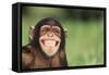 Grinning Chimpanzee-DLILLC-Framed Stretched Canvas