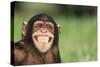 Grinning Chimpanzee-DLILLC-Stretched Canvas
