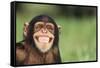 Grinning Chimpanzee-DLILLC-Framed Stretched Canvas